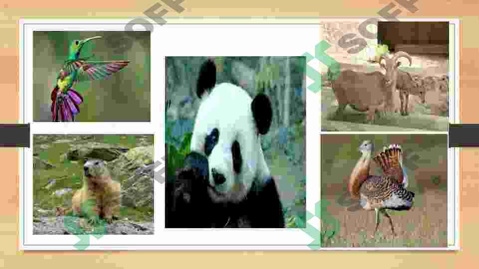 Preview 7