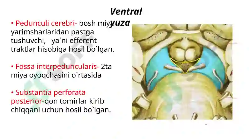 Preview 6
