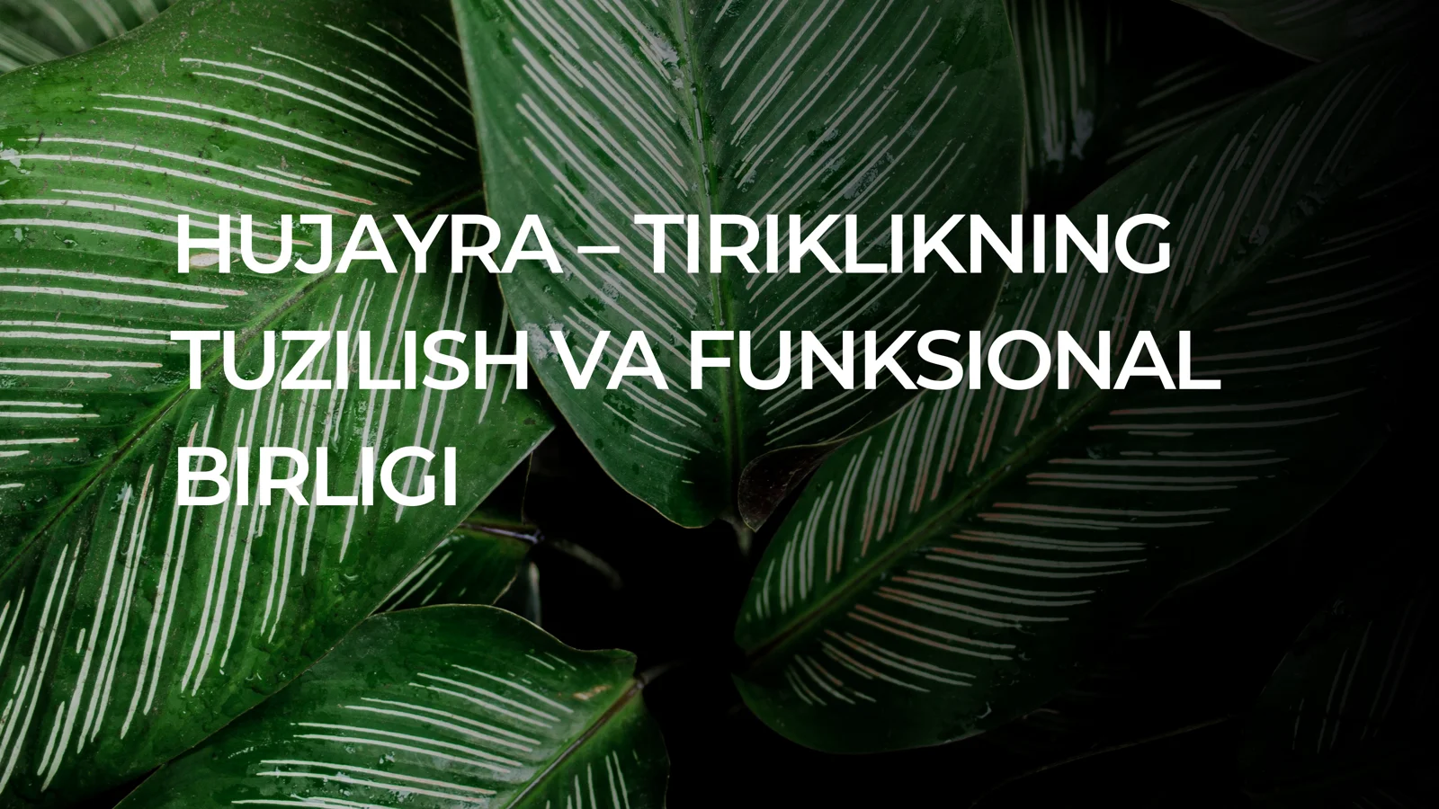 hujeyra