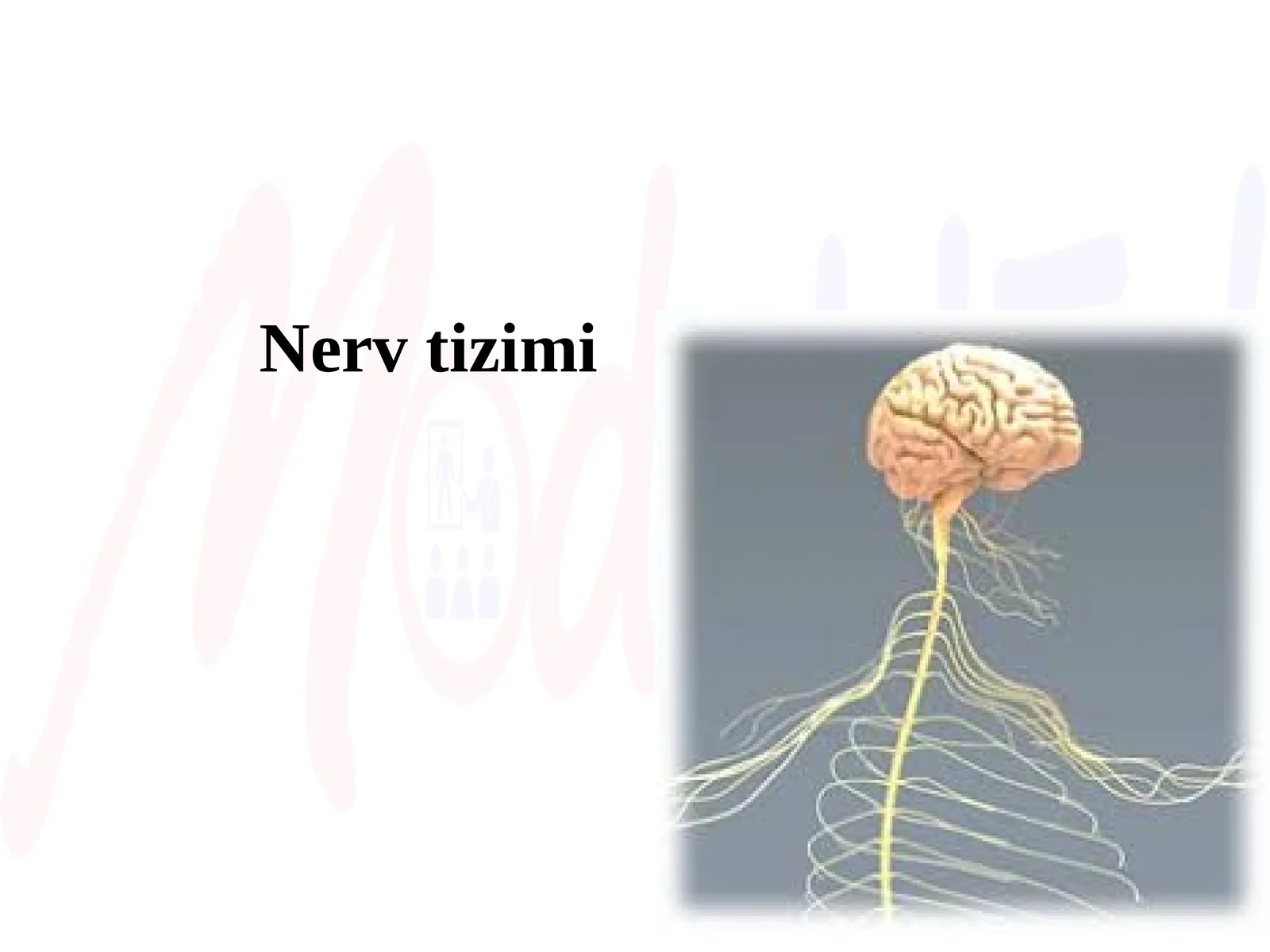 Nerv tizimi